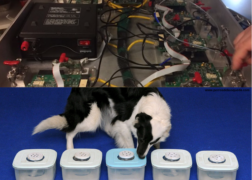 Científicos explican por qué los perros son mejores detectores que los robots