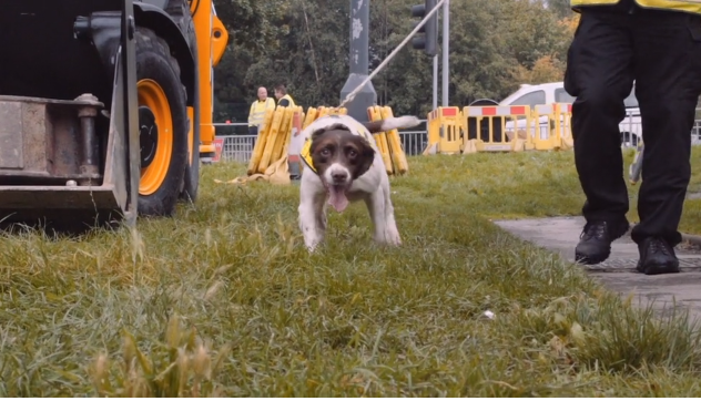 Midge, el perro que evitó una explosión de gas en una escuela