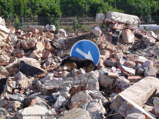 ¿Estás dando pistas a tu perro y no lo sabes? ¡Cuidado!