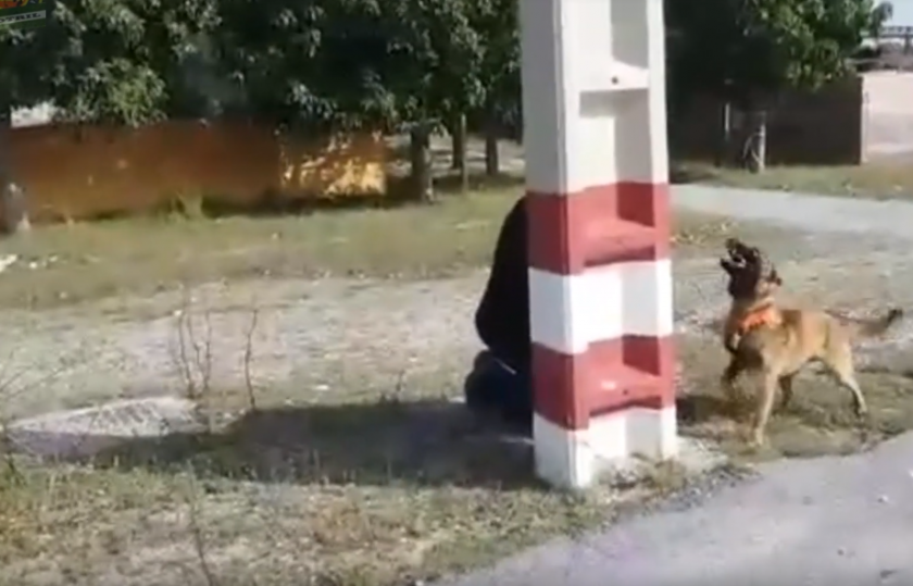 Dante, el perro ciego que disfruta buscando personas