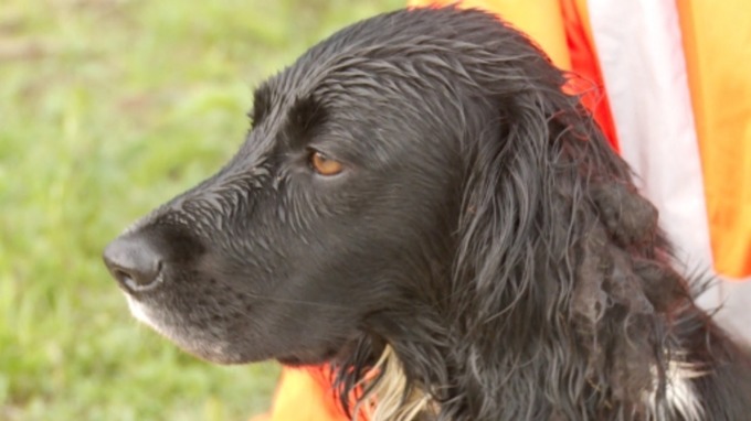 Freya, una perra que busca tritones