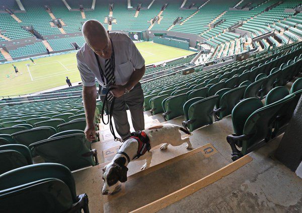 Los perros rescatados que velan por la seguridad en Wimbledon