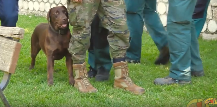 Una visita a la escuela para guías caninos de la Guardia Civil