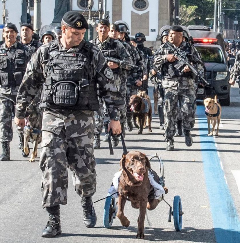 Todos los honores para Cóndor, un perro policía parapléjico