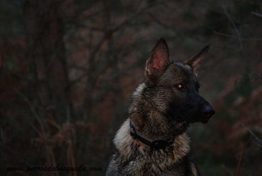 La alimentación de un perro de trabajo y la logística