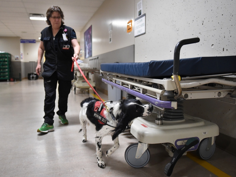 Perros para detectar una peligrosa bacteria en hospitales
