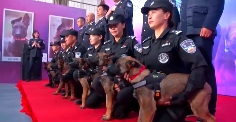 Seis nuevos agentes caninos clonados para la policía China