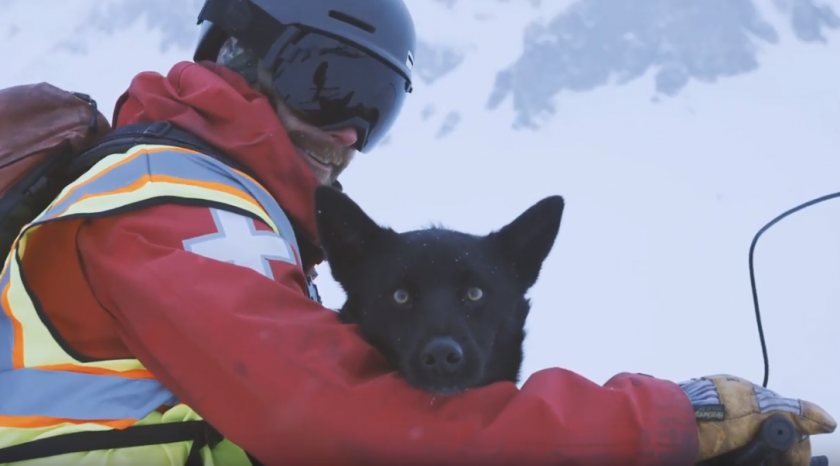 Perros de avalancha Big Sky Resort