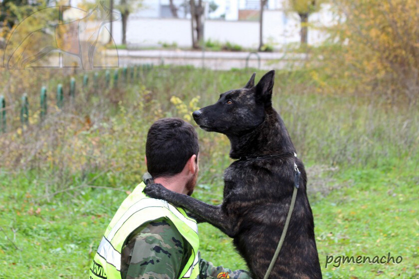 XXXII Campeonato Nacional Militar de Adiestradores de Perros