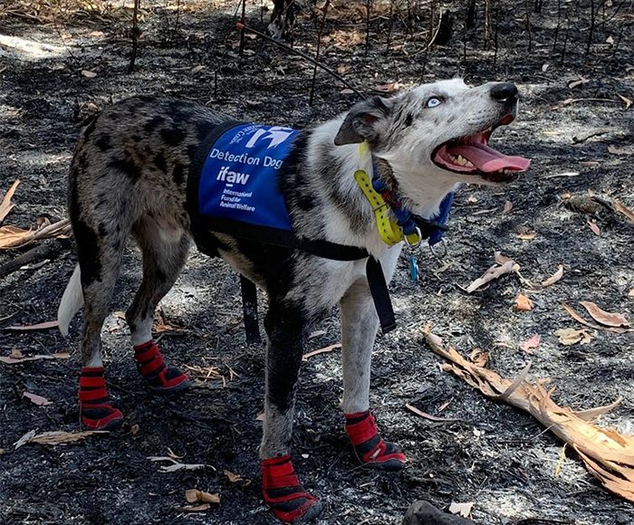 Bear, el perro que ayuda a los koalas en los incendios en Australia