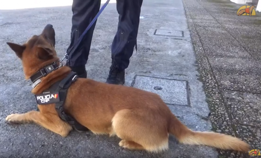 Un día con la UEGC de la Policía Nacional de Asturias