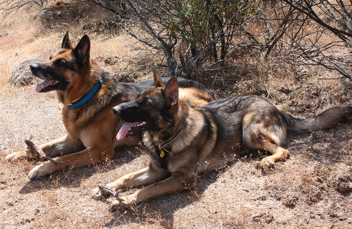 Pastores Alemanes-EGC