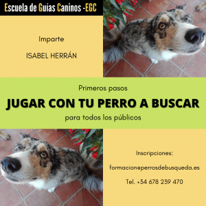 Jugar a buscar con tu perro